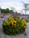 Blomsterprakt i hamnen